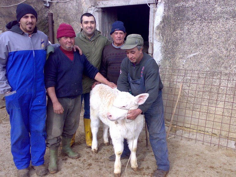 Alia .: nato il primo vitello di razza charolaise con la fecondazione artificiale